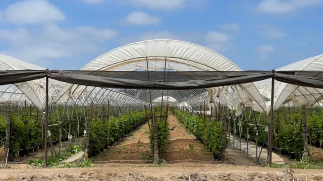 Invernaderos con moreras en Oxnard, California, Estados Unidos, el 11 de junio de 2025.