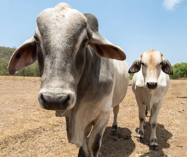 Dos vacas cebú de frente a la cámara