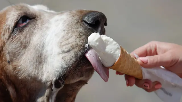 perro lamiendo un helado