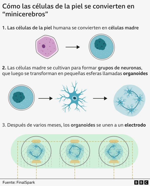 Gráfico que muestra cómo las celulas de la piel se convierten en 