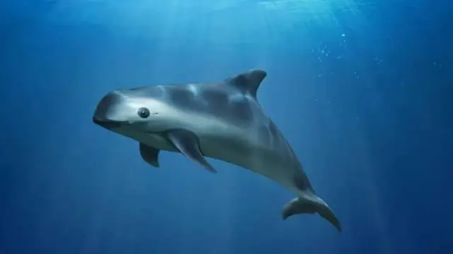 Ilustración de una vaquita en el Alto Golfo de California