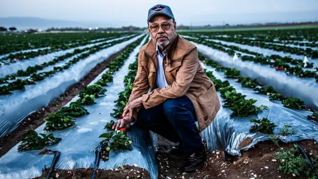 Antonio en un campo de fresas