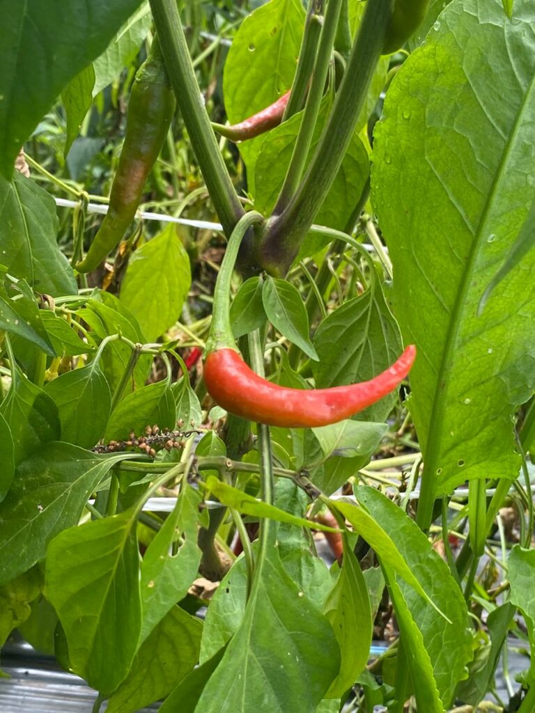 Chile chicuarote