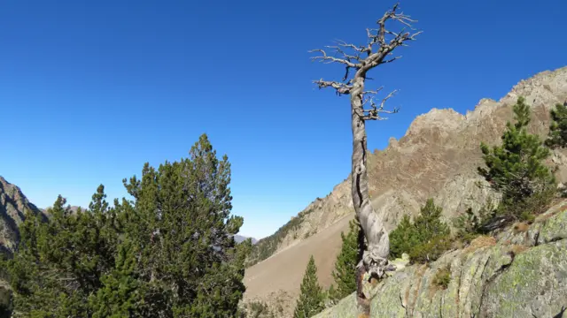 Un árbol raquítico con ramas desnudas y cortas se alza entre las rocas en un valle rocoso y árido bajo un cielo azul brillante.