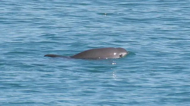 Vaquita en el Alto Golfo de California