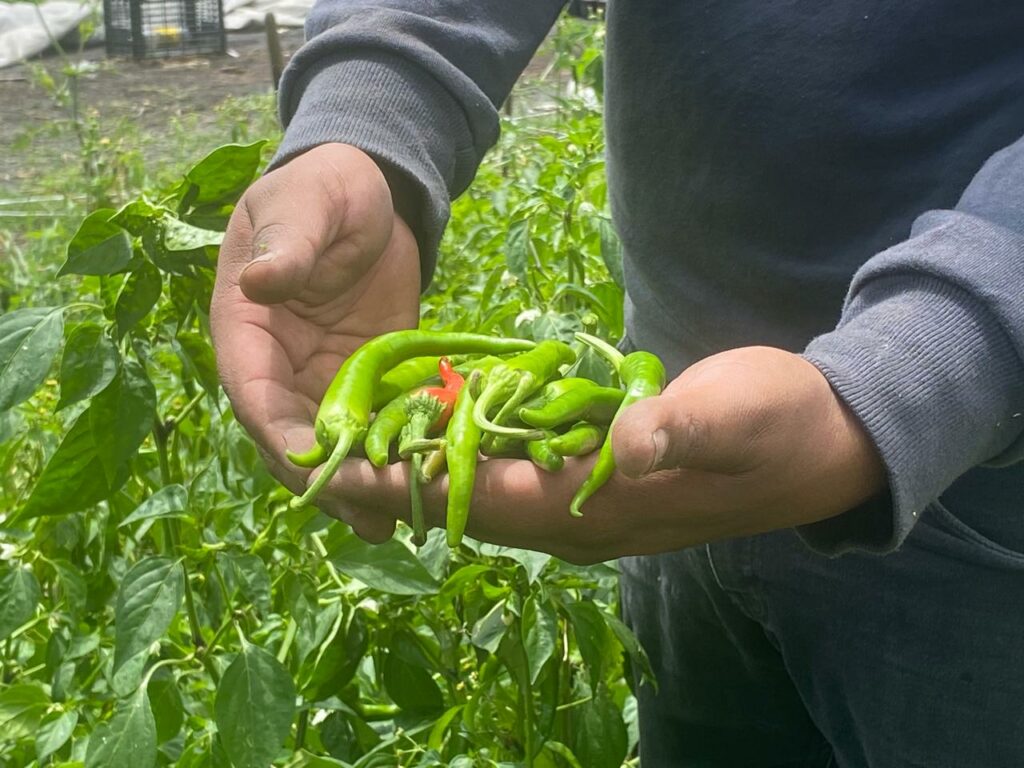 Chile chicuarote