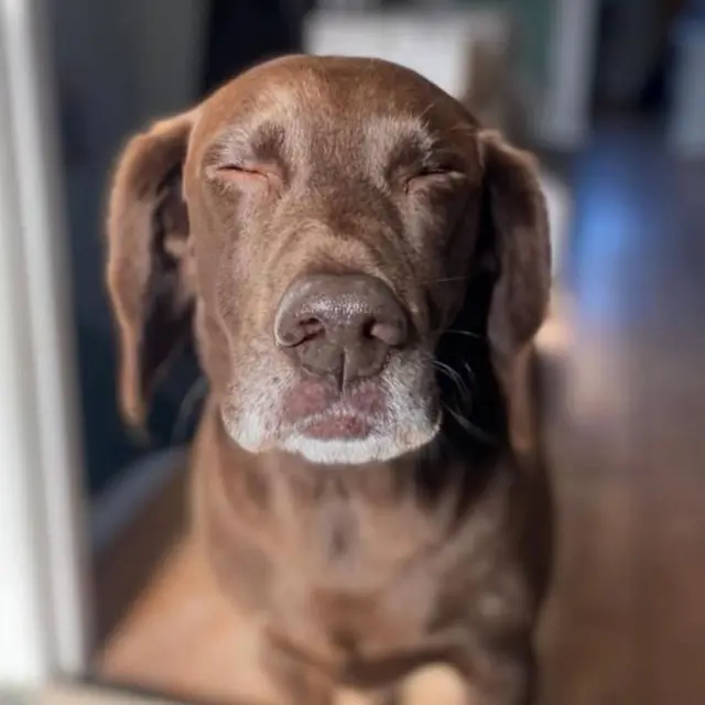 Tommy, el perro, mirando a la cámara