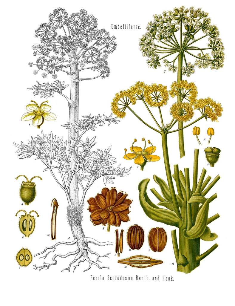 Ferula assafoetida