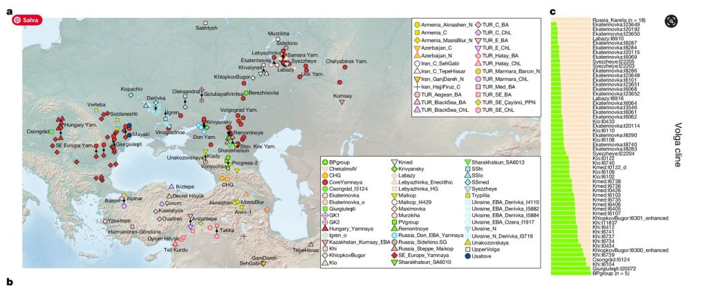 Tres clinas genéticas de los yamna