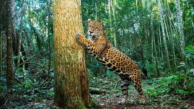 Jaguar con las patas en un árbol en el Parque Nacional Iguazú