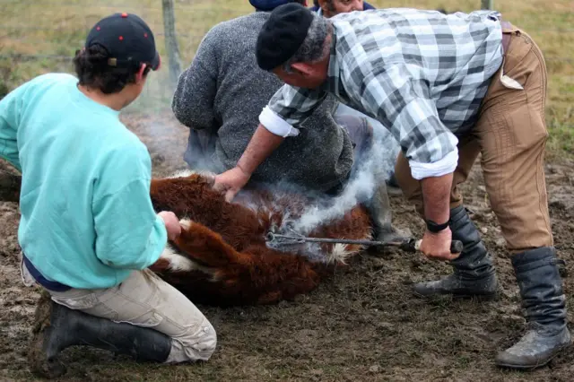 Tres hombres sostienen una vaca mientras un cuarto hombre marca su cuero con una marca de hierro hirviendo.