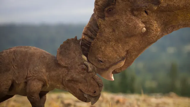 Imagen generada por ordenador que muestra un bebé pachirhinosaurio marrón con la boca afilada abierta, cuernos en la cabeza, frotando su cabeza contra la de un adulto, la imagen tomada de lado.