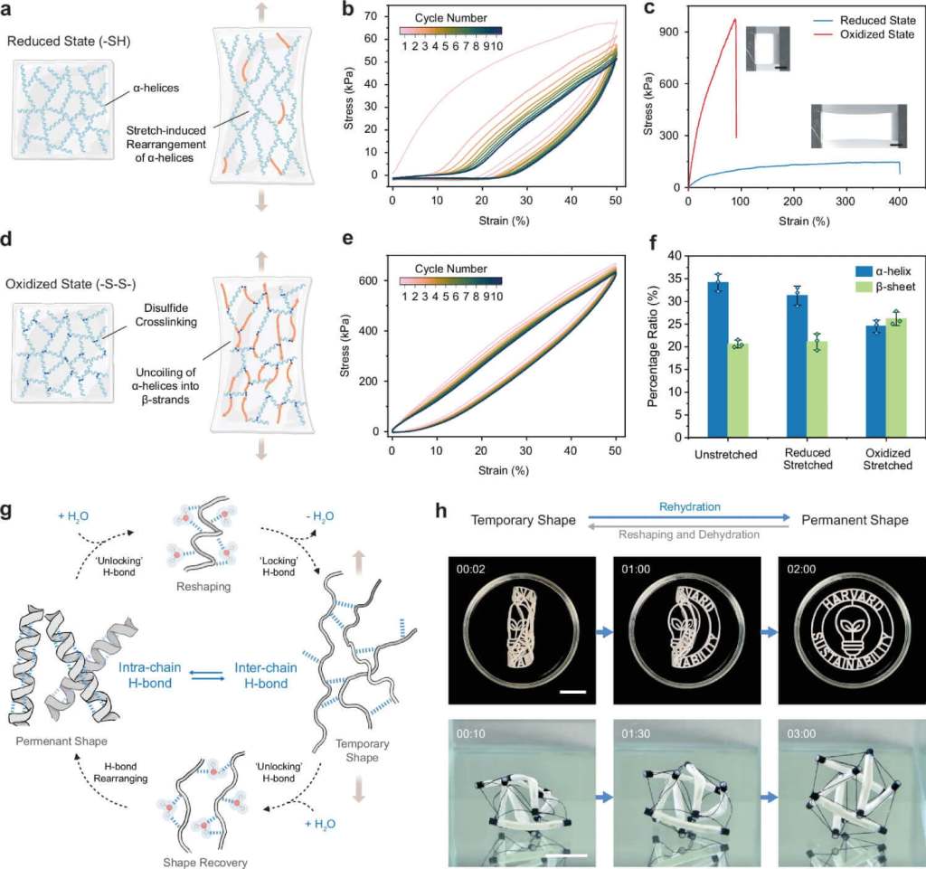 Propiedades mecánicas y efecto memoria de forma en queratina regenerada: comparación entre estados reducido y oxidado, curvas de tensión, cambios estructurales y demostración del retorno de forma inducido por hidratación. Fuente: Wang et al., Nature Communications (2025).