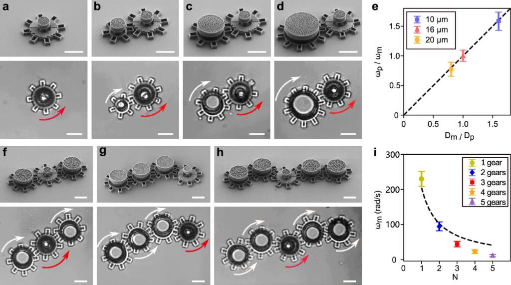 Imágenes de microscopía electrónica y óptica muestran cómo los metarotores impulsados por luz actúan como engranajes motores capaces de mover otros engranajes pasivos de distintos tamaños. Los experimentos confirman que la velocidad angular depende de la relación entre sus diámetros y del número total de piezas en el tren de engranajes. Crédito: Gan Wang et al., Nature Communications (2025).
