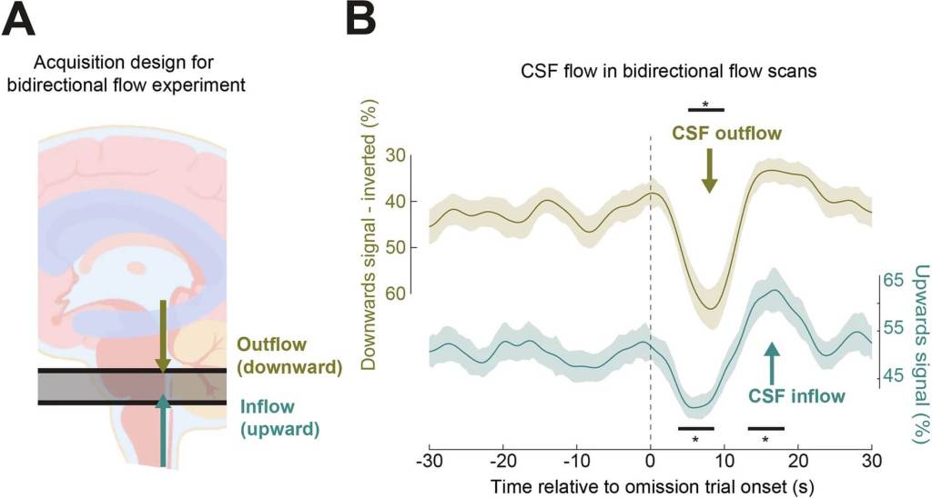 El experimento de flujo bidireccional mostró que el líquido cefalorraquídeo sale del cerebro durante los fallos de atención y vuelve al recuperarse. Los datos (114 ensayos, 10 participantes) confirman esta sincronía entre atención y flujo cerebral. Crédito: Yang et al., Nature Neuroscience, 2025.