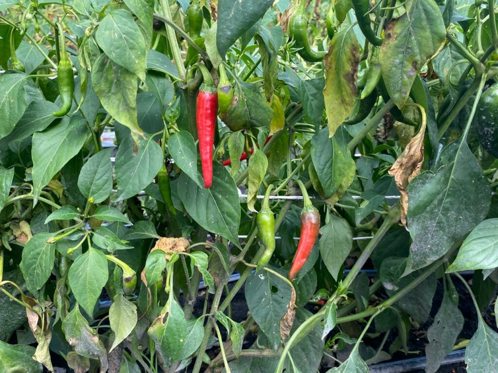 Chile chicuarote