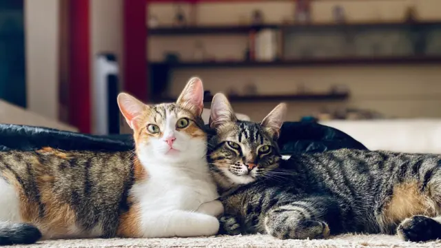 Dos gatos recostados sobre el suelo, muy próximos entre sí. 