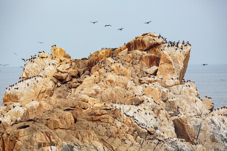 Birds 5908470 1920