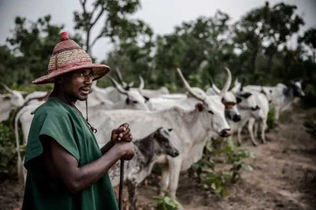 Un pastor fulani con un sombrero tradicional de su etnia y un bastón frente a una manada de vacas 