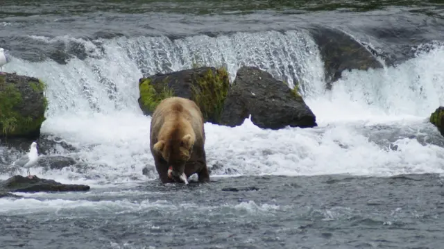 Un oso comiendo un pescado del río 