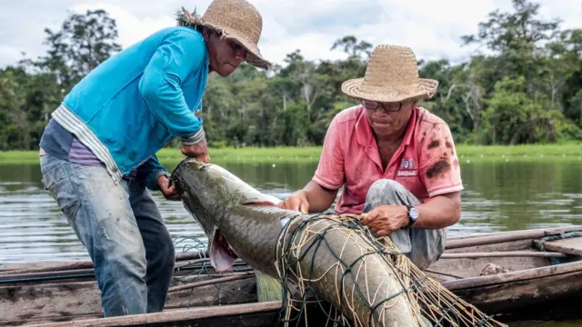 Dos hombres en un barco sacan del agua un pez pirarucu envuelto en una red.