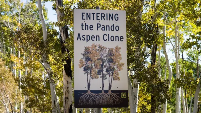 Un cartel muestra la entrada a Pando