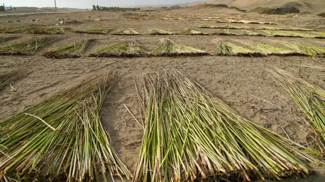 Cañas de totora 