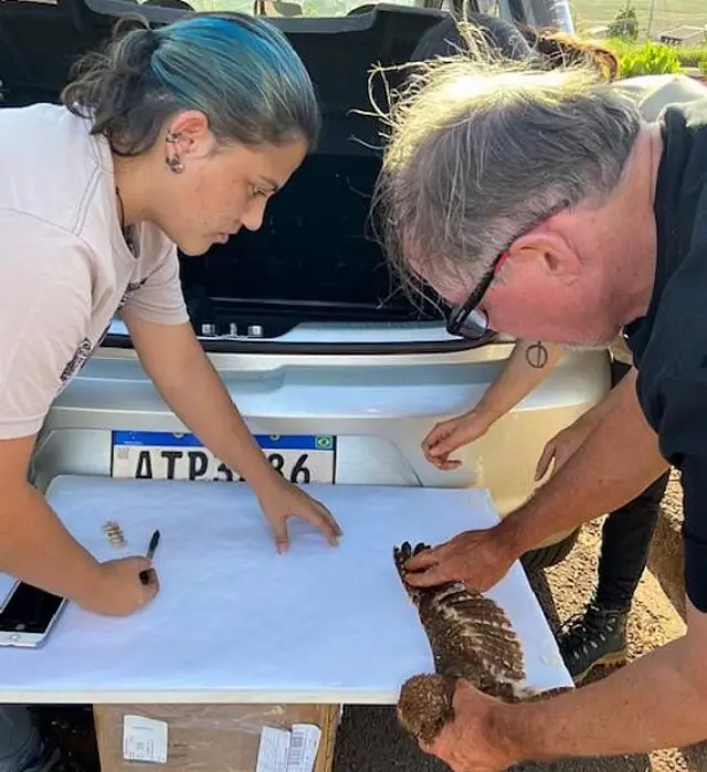 Priscilla Esclarski y David Johnson midiendo el ala de una lechucita de campo