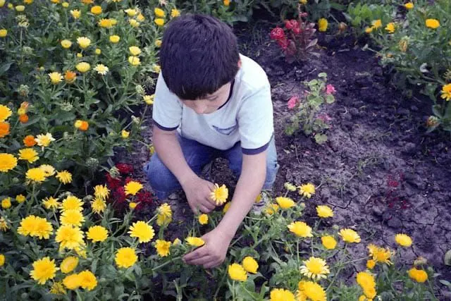 Joaquín se agacha en un jardín para tomar una flor amarilla entre sus dedos.