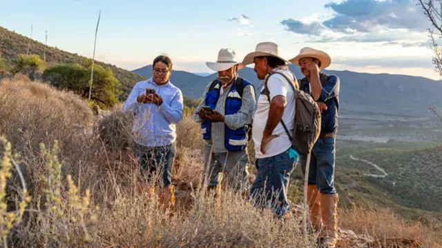Un grupo de conservacionistas trabaja plantando agaves. 