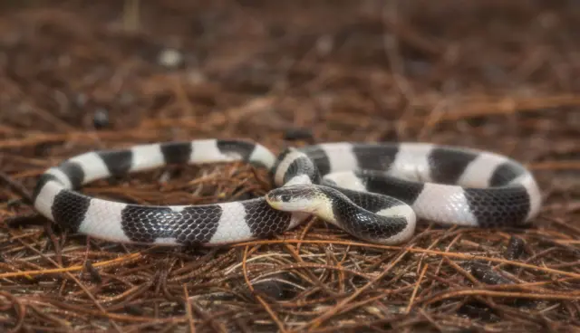 Una serpiente blanca y negra yace en el suelo.