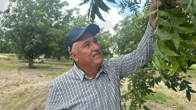 Jaime Ramírez tocando uno de sus nogales