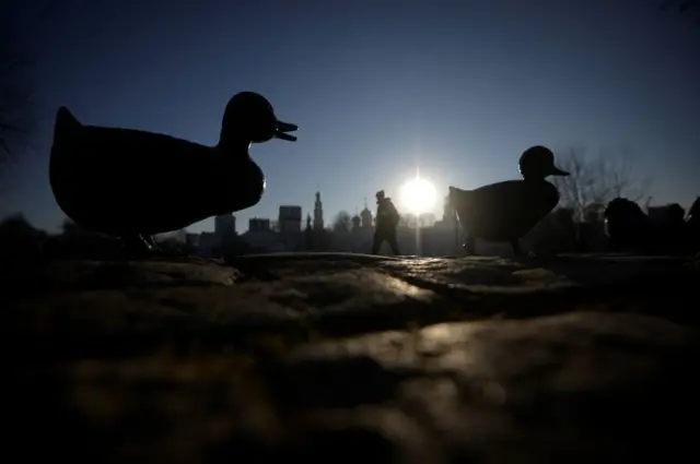 Esculturas de patos en Moscú. 