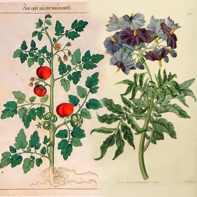 Ilustraciones antiguas de las plantas de tomate y etuberosum