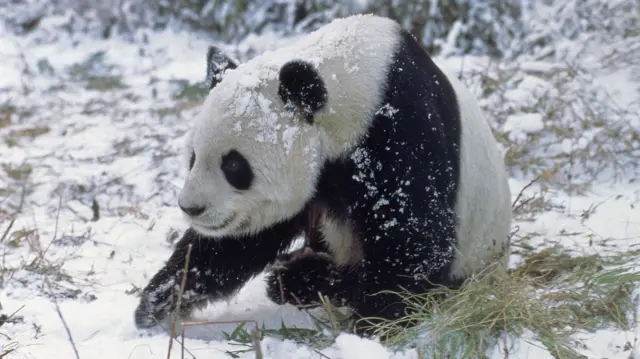 Un panda gigante camina por un bosque nevado con restos de nieve adheridos a su pelaje, especialmente en la cabeza y la espalda.