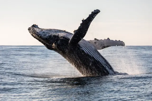 Una ballena sale del agua