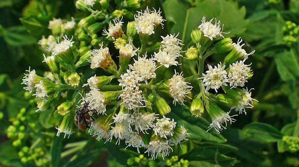 Plantas venenosas: Ageratina altissima