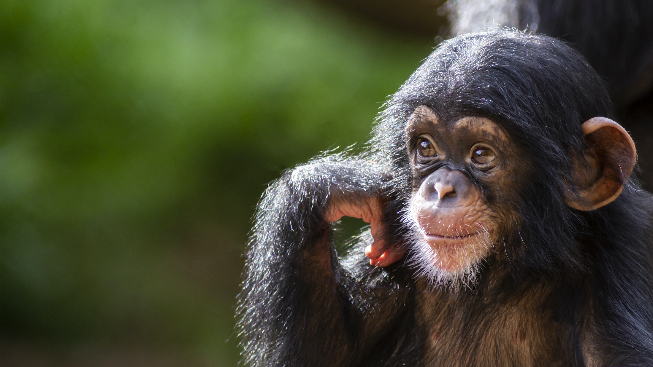 ¿Por qué las crías de chimpancés parecen tan 'humanas'?