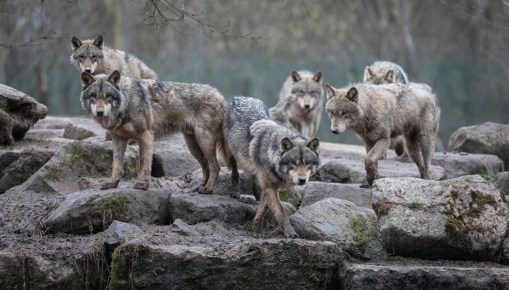 manada de lobos