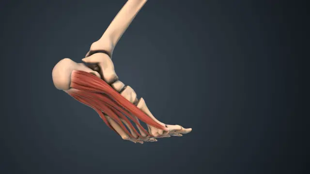 Una ilustración en la que se ven los músculos y huesos de los pies