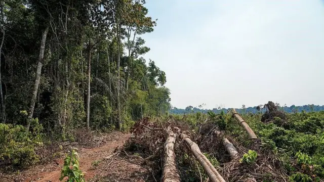 Árboles talados junto a otros árboles en pie en la Amazonia brasileña
