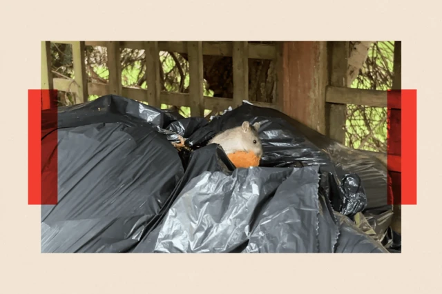Una rata entre la basura come algo de comida desechada.