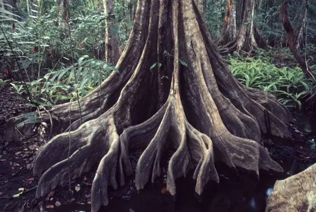 Las enormes raíces de un árbol en el Parque Nacional Corcovado