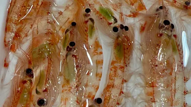 Krill antártico