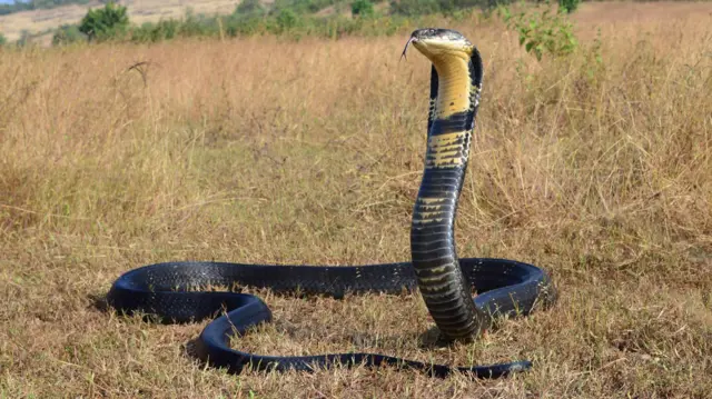 Cobra real