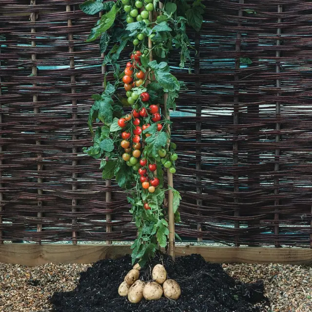 Una planta repleta de tomates arriba y de papas en la raíz