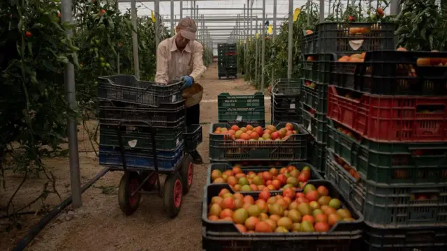 Granjero con una canasta de tomates en medio de un invernadero.