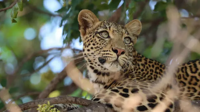 Un leopardo descansa en un árbol, mirando a lo lejos con sus grandes y expresivos ojos verdes.