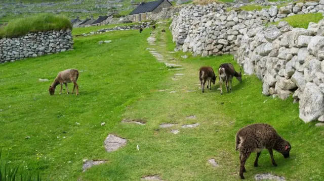 Cuatro ovejas pastan en la hierba verde y fresca debajo de un muro de piedra. Son de color marrón oscuro y tienen un pelaje lanudo.
