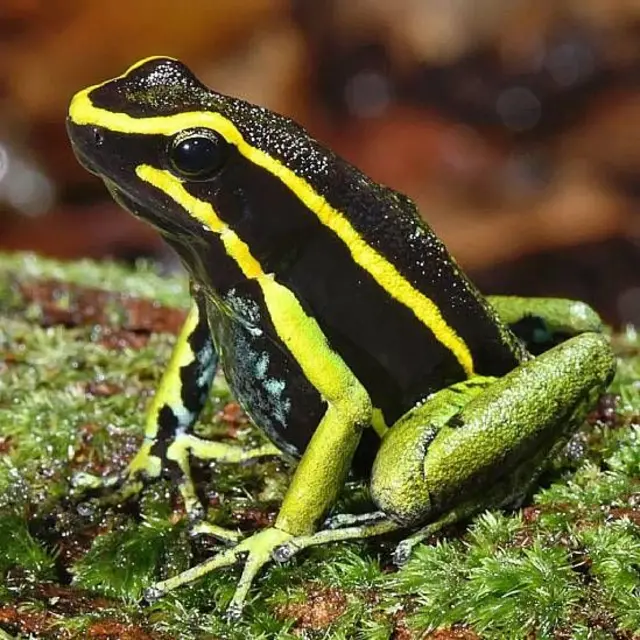 Rana venenosa de tres rayas